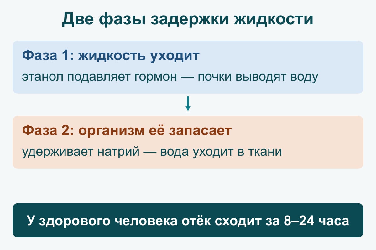 Схема: две фазы задержки жидкости после алкоголя — сначала этанол подавляет гормон и почки выводят воду, затем организм удерживает натрий и воду